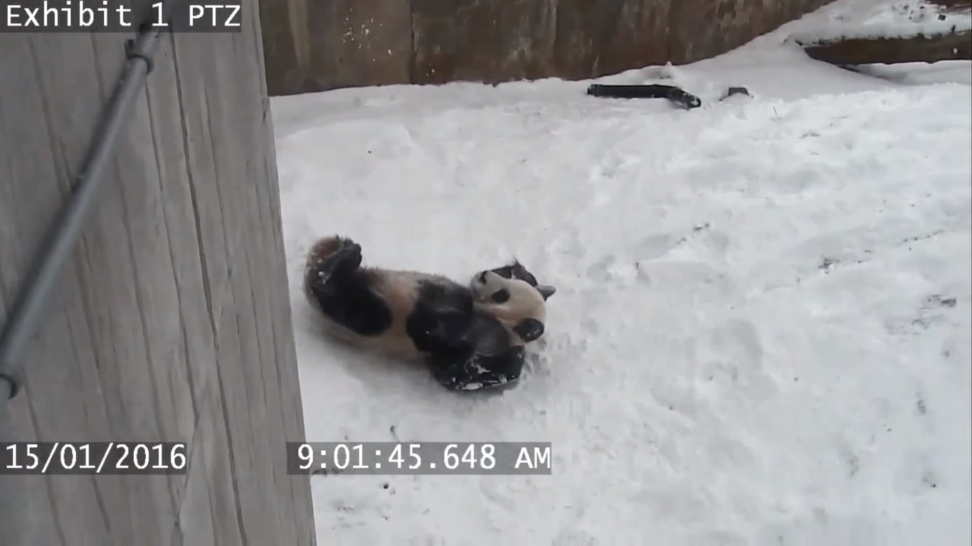 ¡Una ternura! Osito panda utiliza su pote para el agua como trineo