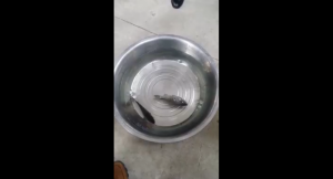 ¡Increíble! Pez congelado vuelve a la vida
