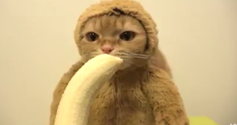 El comentado vídeo del "Gato-mono" que tiene millones de reproducciones