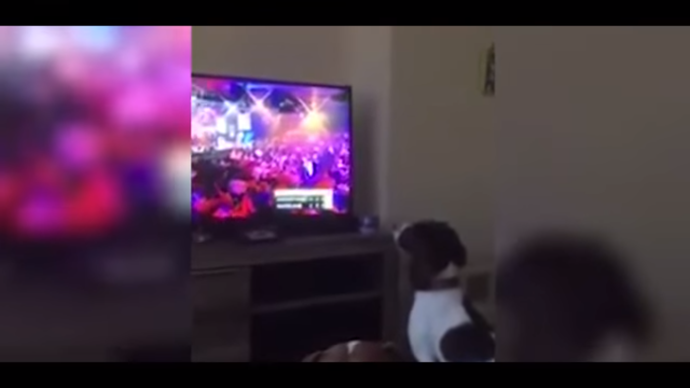 Simpático perro persigue los dardos que ve por televisión