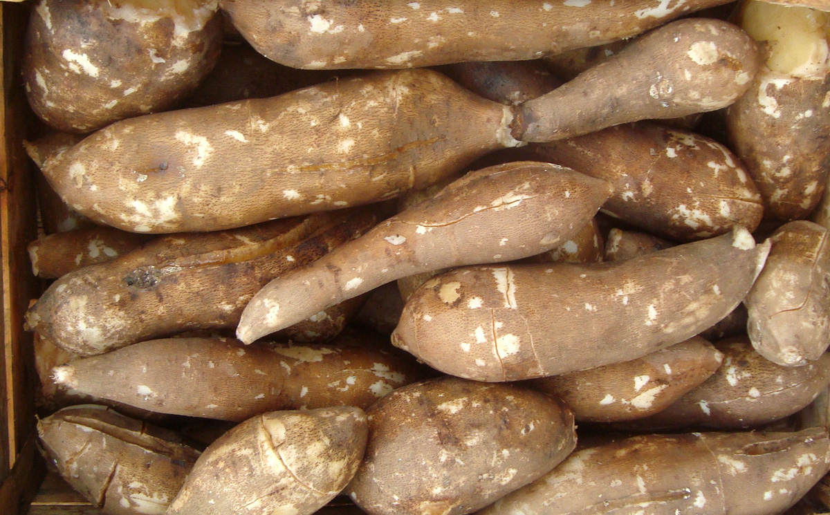 Yacón, el tubérculo que ayuda a regular los niveles de azúcar en la sangre