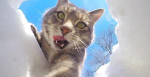 "Manny" el gato que ama sacarse selfies