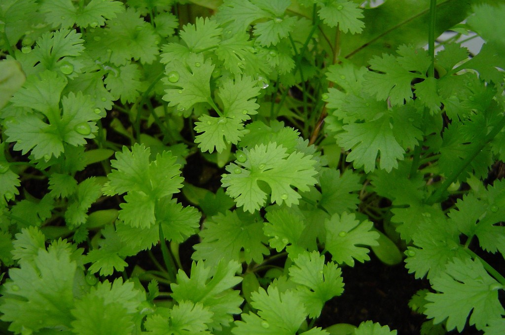 Cilantro