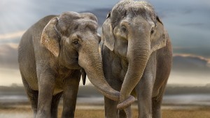 El amor enloqueció a un elefante
