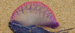 ¿Qué es la fragata portuguesa y cómo afecta?