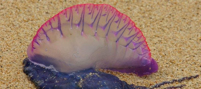 ¿Qué es la fragata portuguesa y cómo afecta?