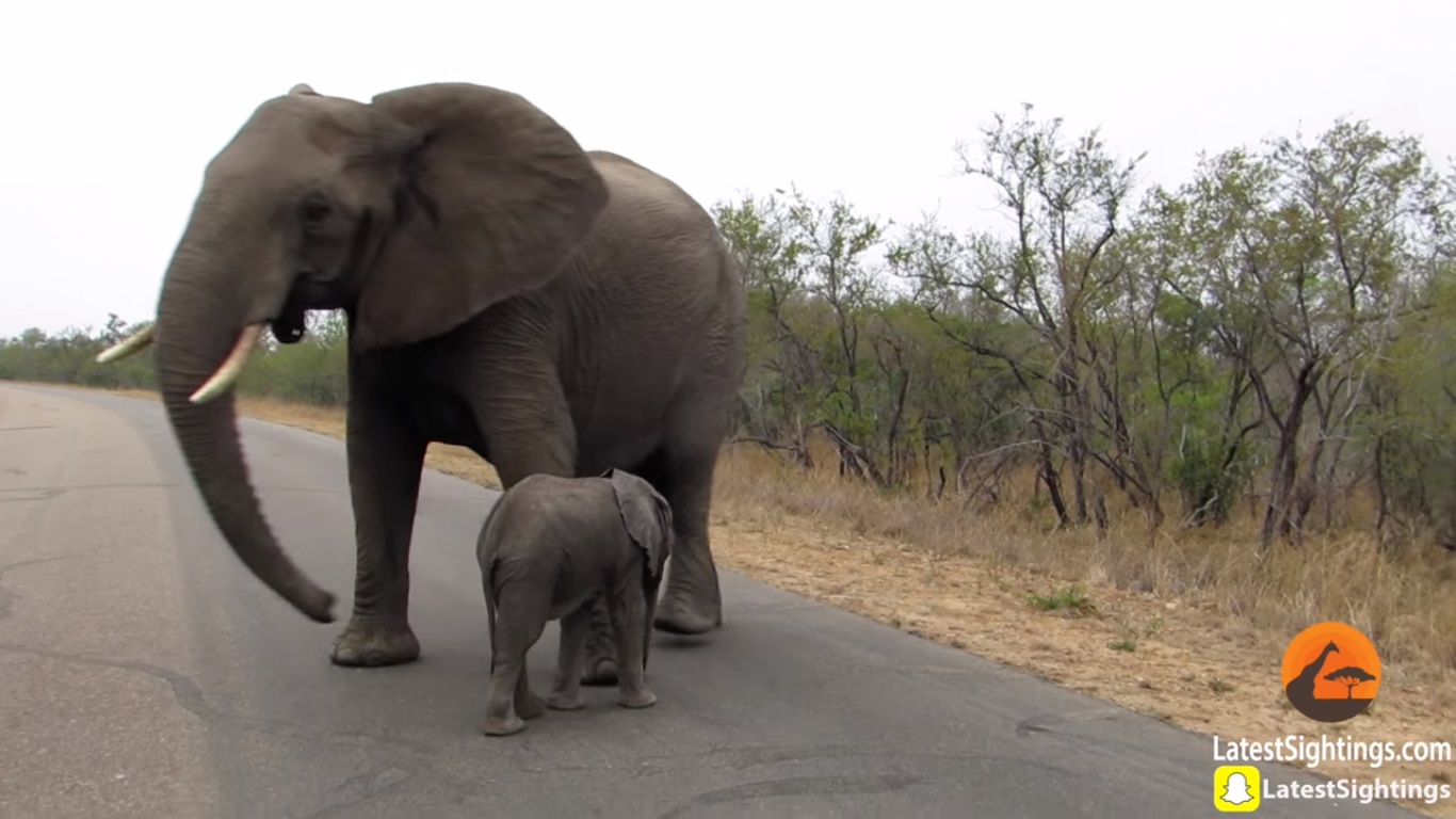 ¡Amor madre e hijo! El tierno gesto en el mundo animal