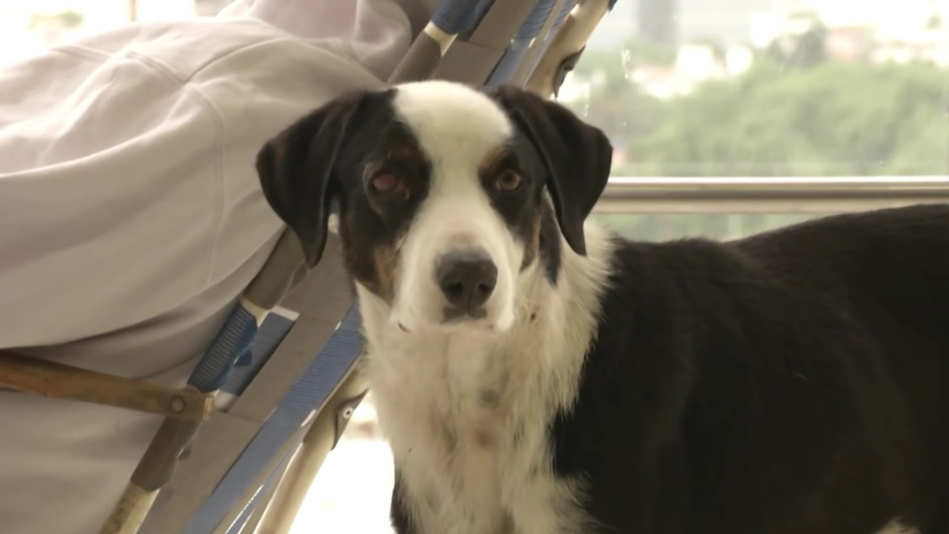 Conoce al perro que va a buscar a su amo fallecido al hospital
