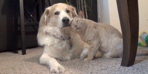 Perro se convierte en enfermero de un tierno gato