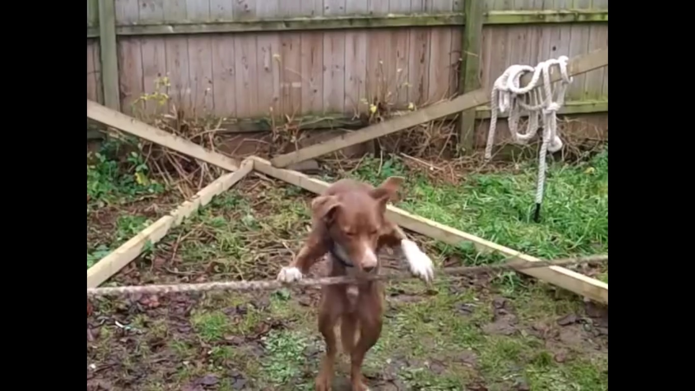 ¡Qué seco! Perro mantiene el equilibrio sobre una cuerda
