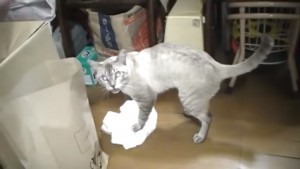 ¡Gato limpia el piso de la casa!