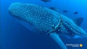¡Increíble! Buzo ayuda a tiburón ballena