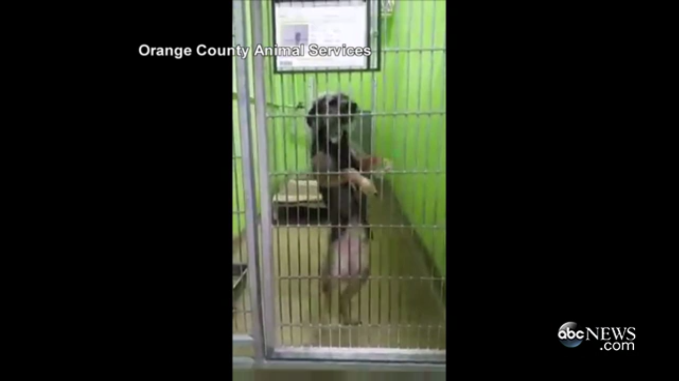 Perrita bailarina es adoptada en menos de un día