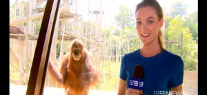 Un orangután muy sonriente en televisión