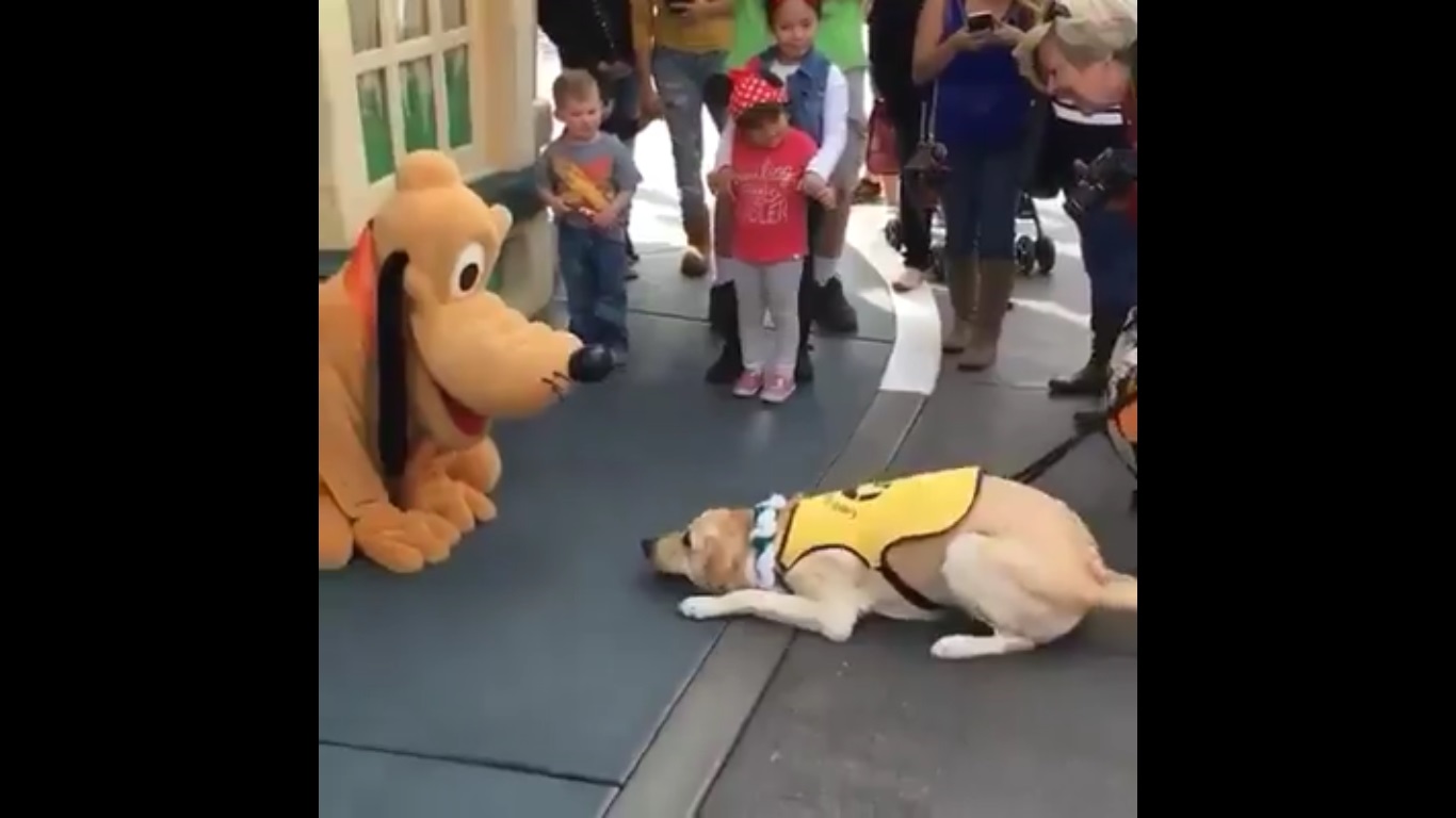 Perro se emociona cuando ve a su ídolo