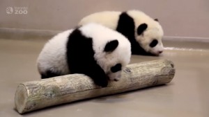 ¡Una ternura! Pequeños osos pandas aprenden a caminar