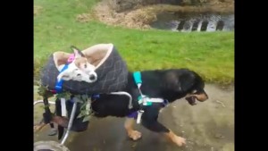 ¡Esto si que es amistad! Perrito discapacitado pasea a otra can que es ciega