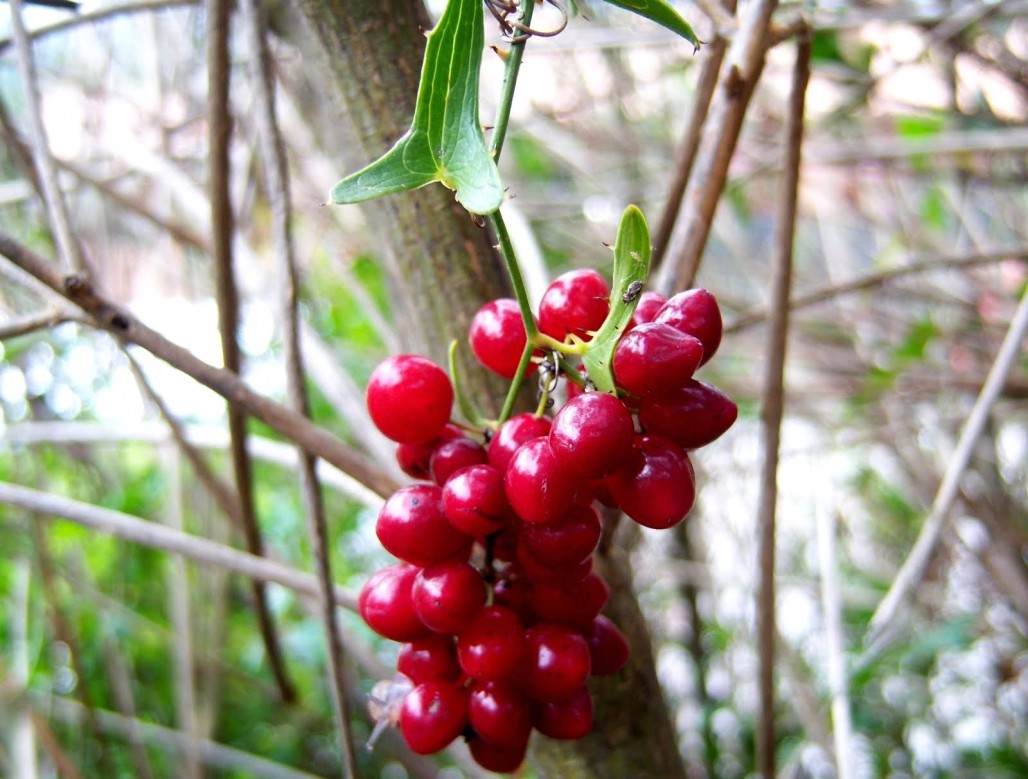 ¿Sabes qué es la zarzaparrilla?