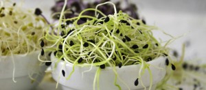 ¿Por qué consumir brotes?