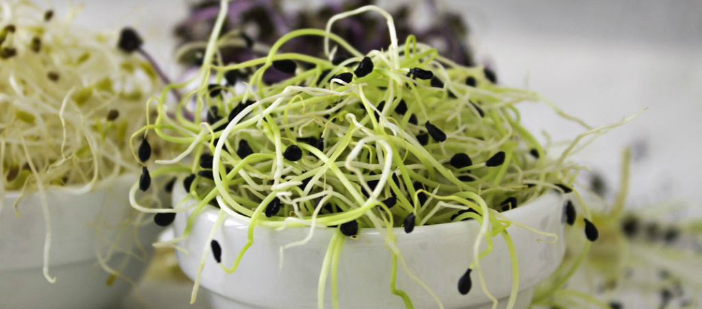 ¿Por qué consumir brotes?