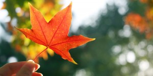 Termina el verano y saludamos al Equinoccio de Otoño