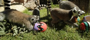 Opciones para disfrutar Semana Santa