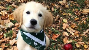 Tierno perrito tuvo que usar frenillos ¡y se ve exquisito!