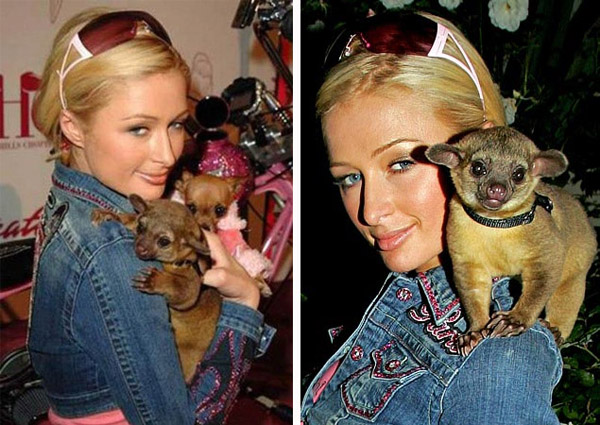 Paris Hilton tuvo como mascota a Baby Luv, que es un kinkajú (pariente cercano del mapache). 