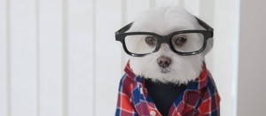 Conoce a Toby, el perro hipster que arrasa en redes sociales