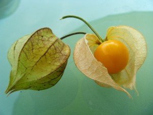 ¡Descubre los beneficios del physalis!