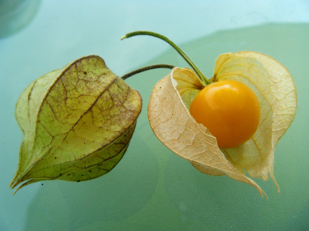 ¡Descubre los beneficios del physalis!