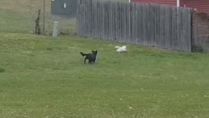 Gato hace espectacular salto para escapar de perro