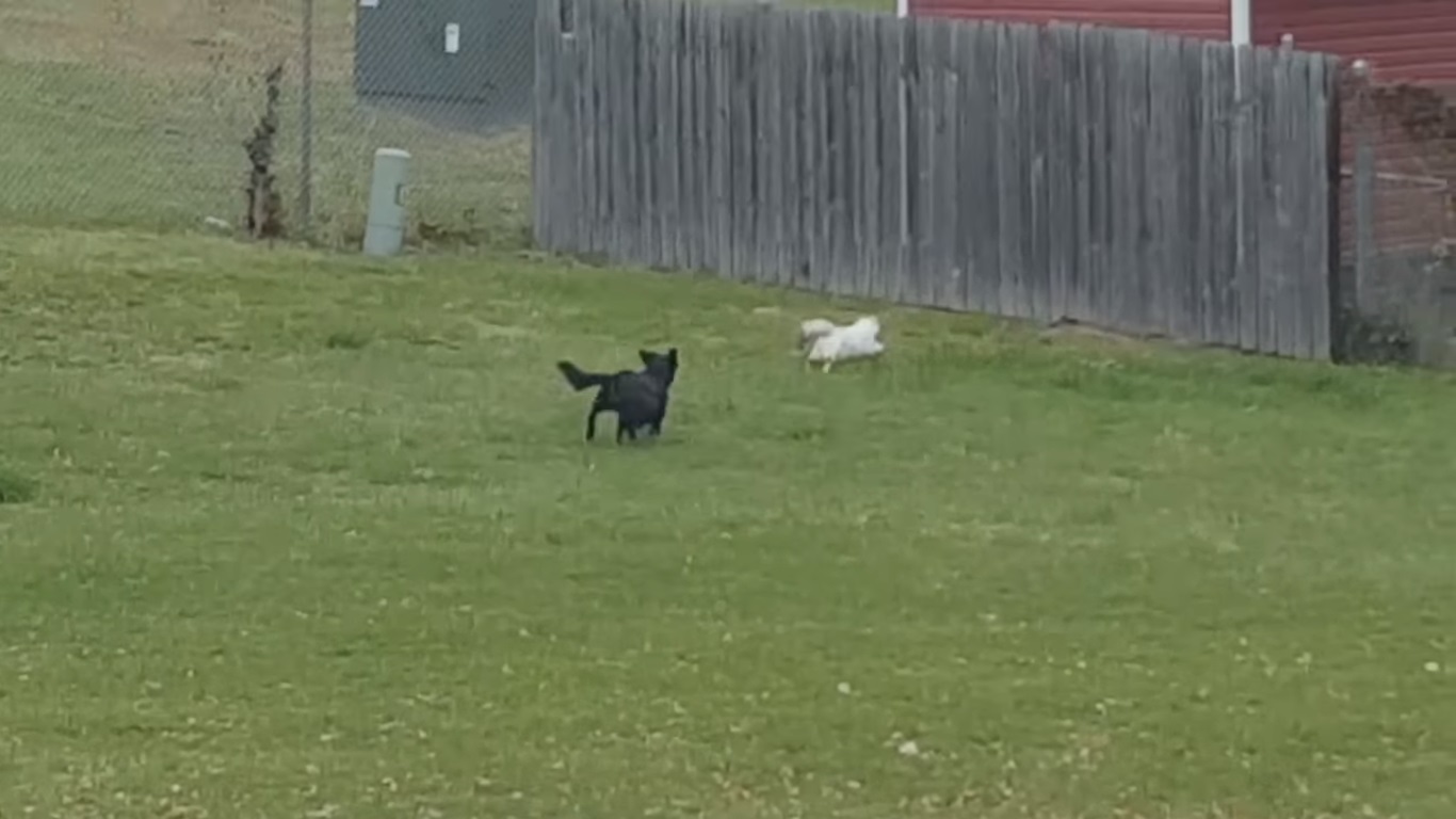 Gato hace espectacular salto para escapar de perro