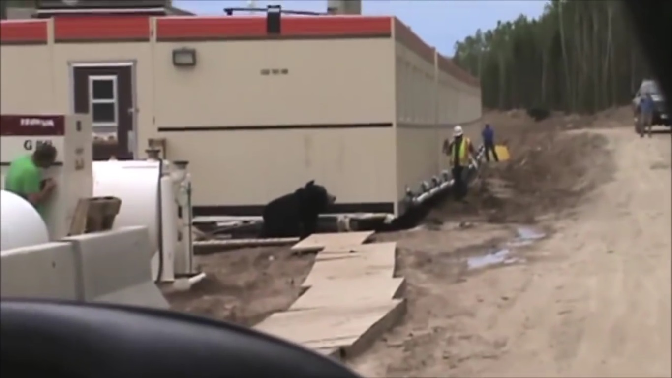 ¡Cuidado con el oso! Mira la graciosa broma