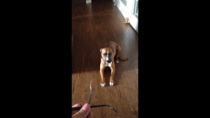 Tierno perro no aguanta la culpa y se castiga por romper unos lentes