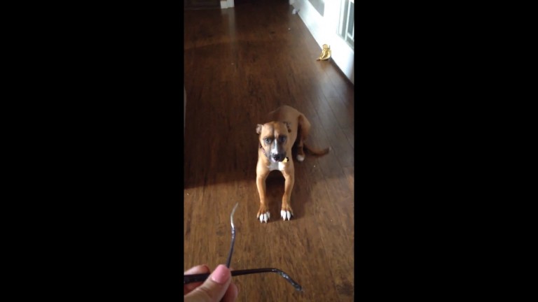 Tierno perro no aguanta la culpa y se castiga por romper unos lentes