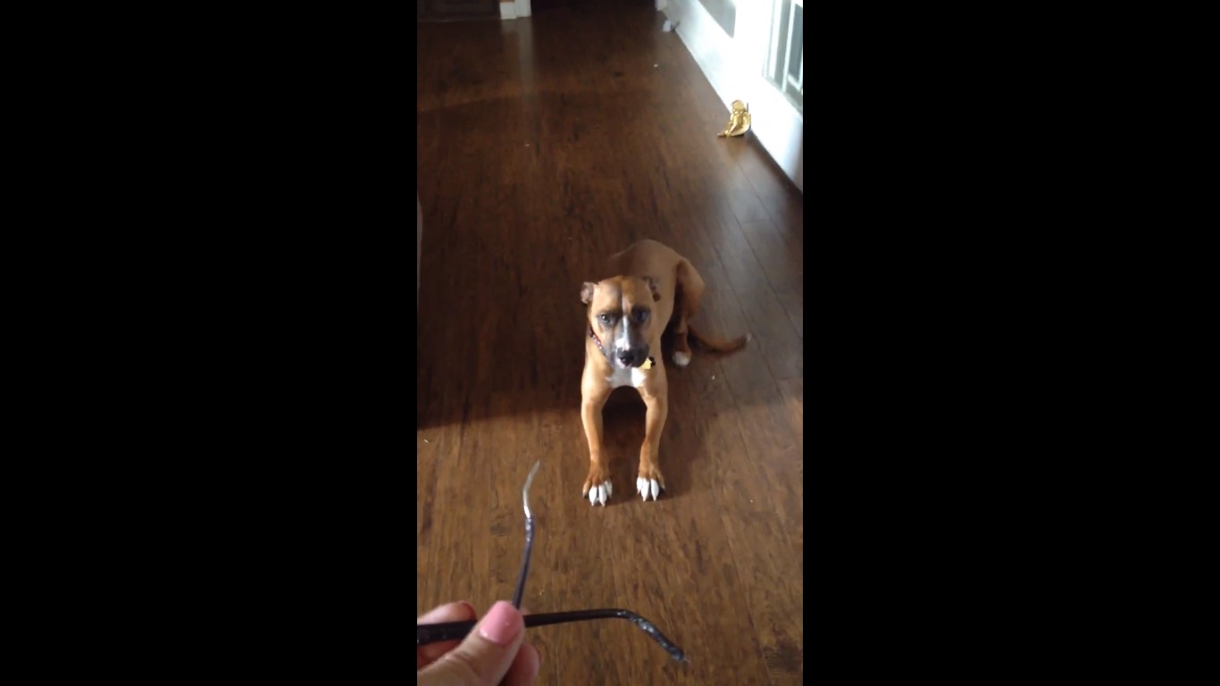 Tierno perro no aguanta la culpa y se castiga por romper unos lentes