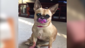 ¡Antes muerta que sencilla! Mira como quedó esta linda perrita