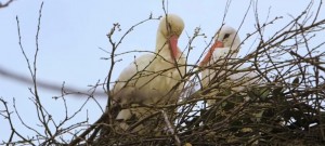 Este cigüeño viaja más de 8 mil kilómetros para visitar a su amor que no puede volar <3