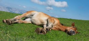 Conoce al caballo que ronca mientras toma su siesta