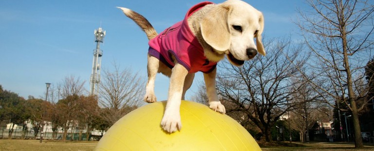 Perrita equilibrista obtiene su segundo Récord Guinness