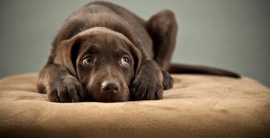 ¿Quién quiere uno como él? La muestra de fidelidad que tuvo este perrito con su dueño es realmente emocionante
