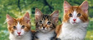 Si tienes un gato de mascota, ¡este estudio te interesa!