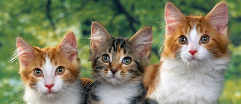 Si tienes un gato de mascota, ¡este estudio te interesa!