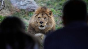Actriz de Hollywood critica situación de los leones en el Zoológico Metropolitano