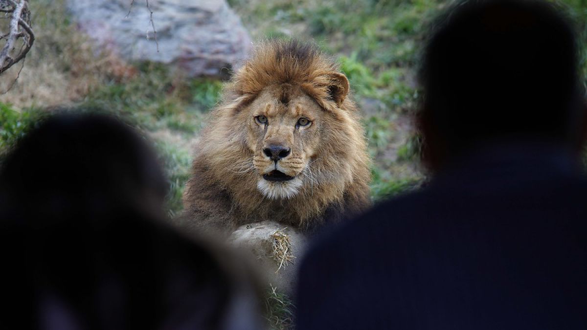 Actriz de Hollywood critica situación de los leones en el Zoológico Metropolitano