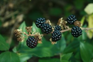 Beneficios de la mora