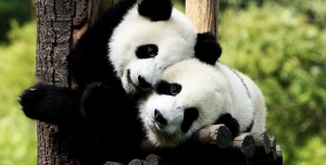 Mira lo que hace este travieso oso panda cuando su cuidadora limpia su casa