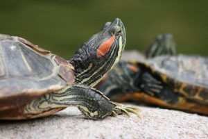 Encuentran a tortuga que se volvió viral por tierno cartel de se busca