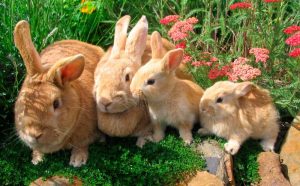 Él es el conejo más tierno y estiloso de Instagram